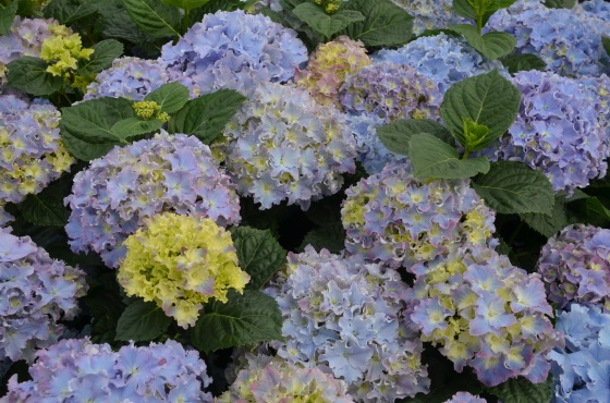 Cómo hacer que las flores de las hortensias se vuelvan azules? - Royal  Brinkman