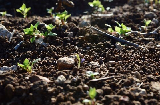 ¿Por qué un suelo saludable es importante para el cultivo?