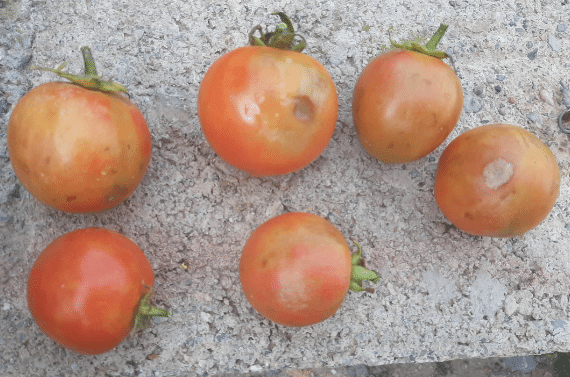 Preguntas frecuentes sobre el virus rugoso del tomate (ToBRFV)