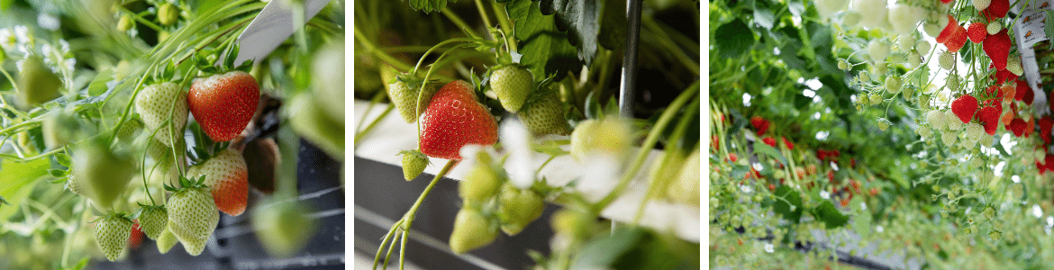 cultivo de fresas hidropónicas en invernadero